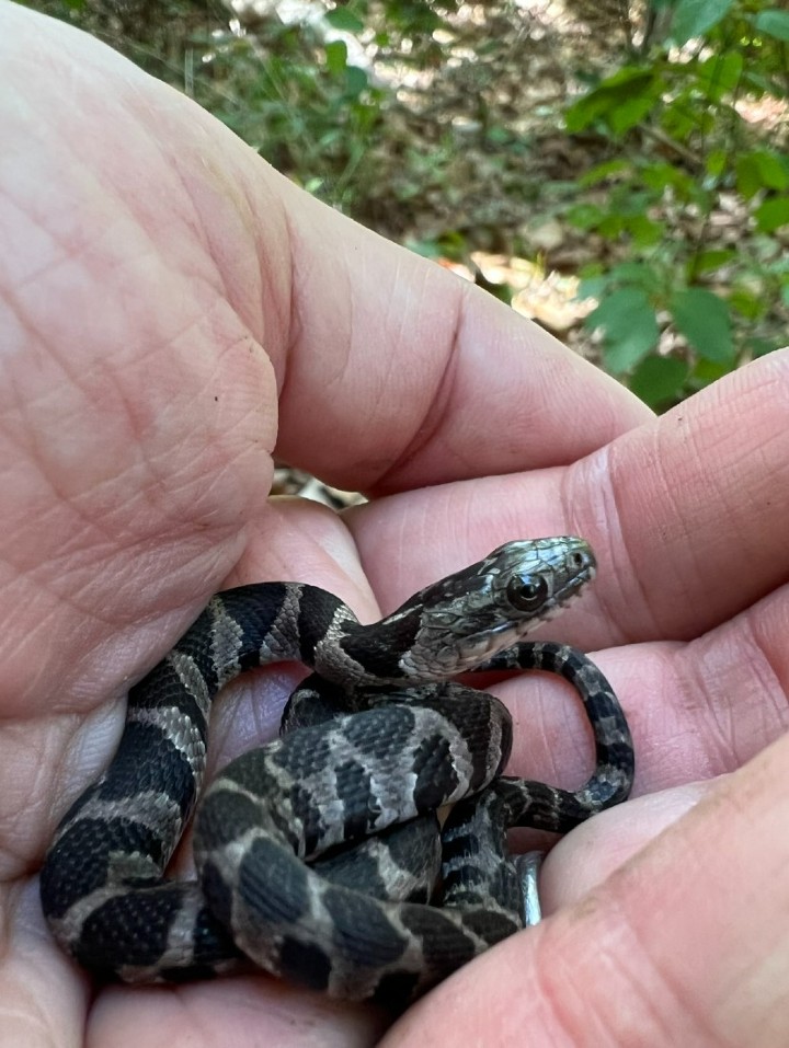 Midland Water Snake